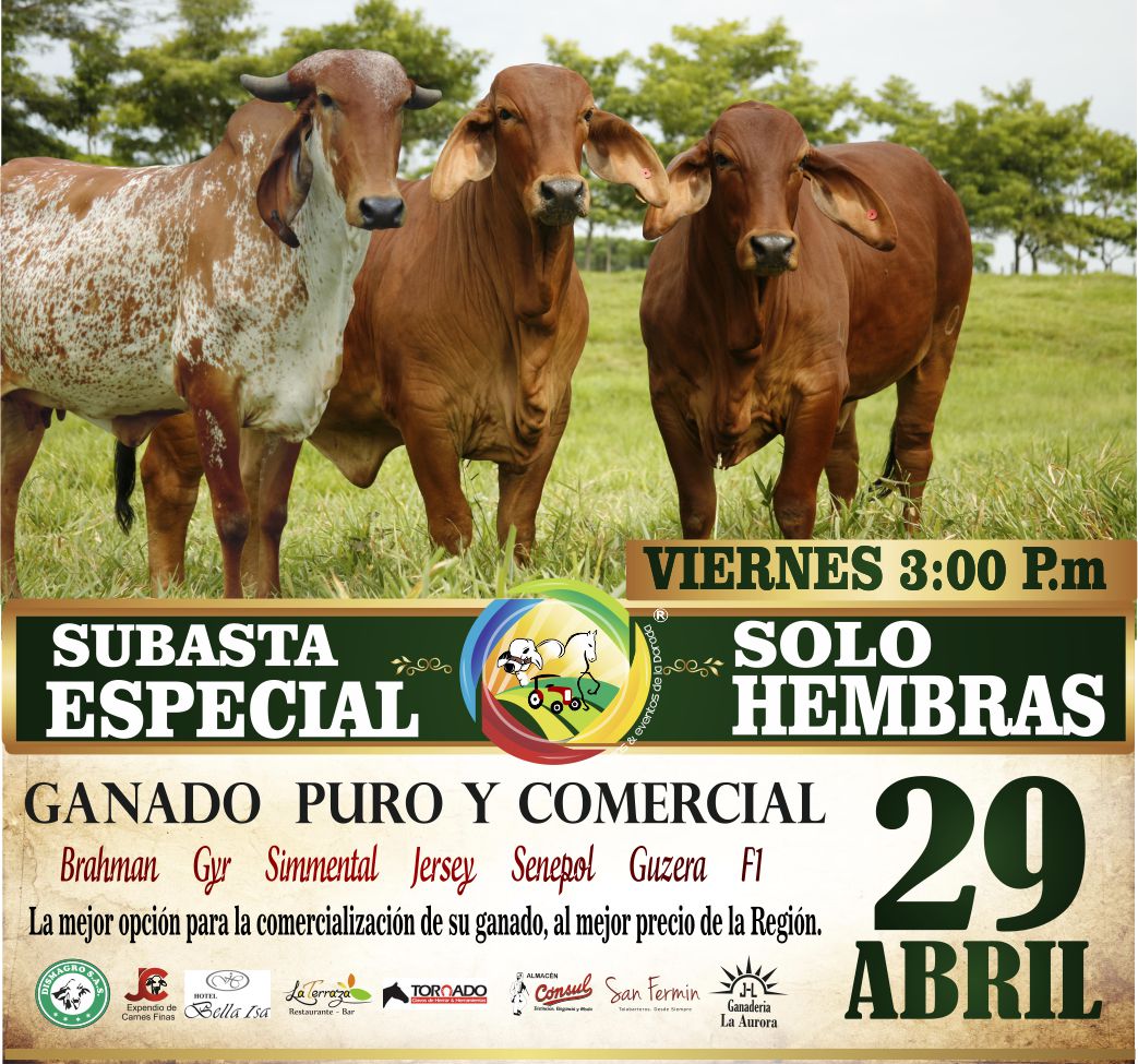 Subasta Solo Hembras