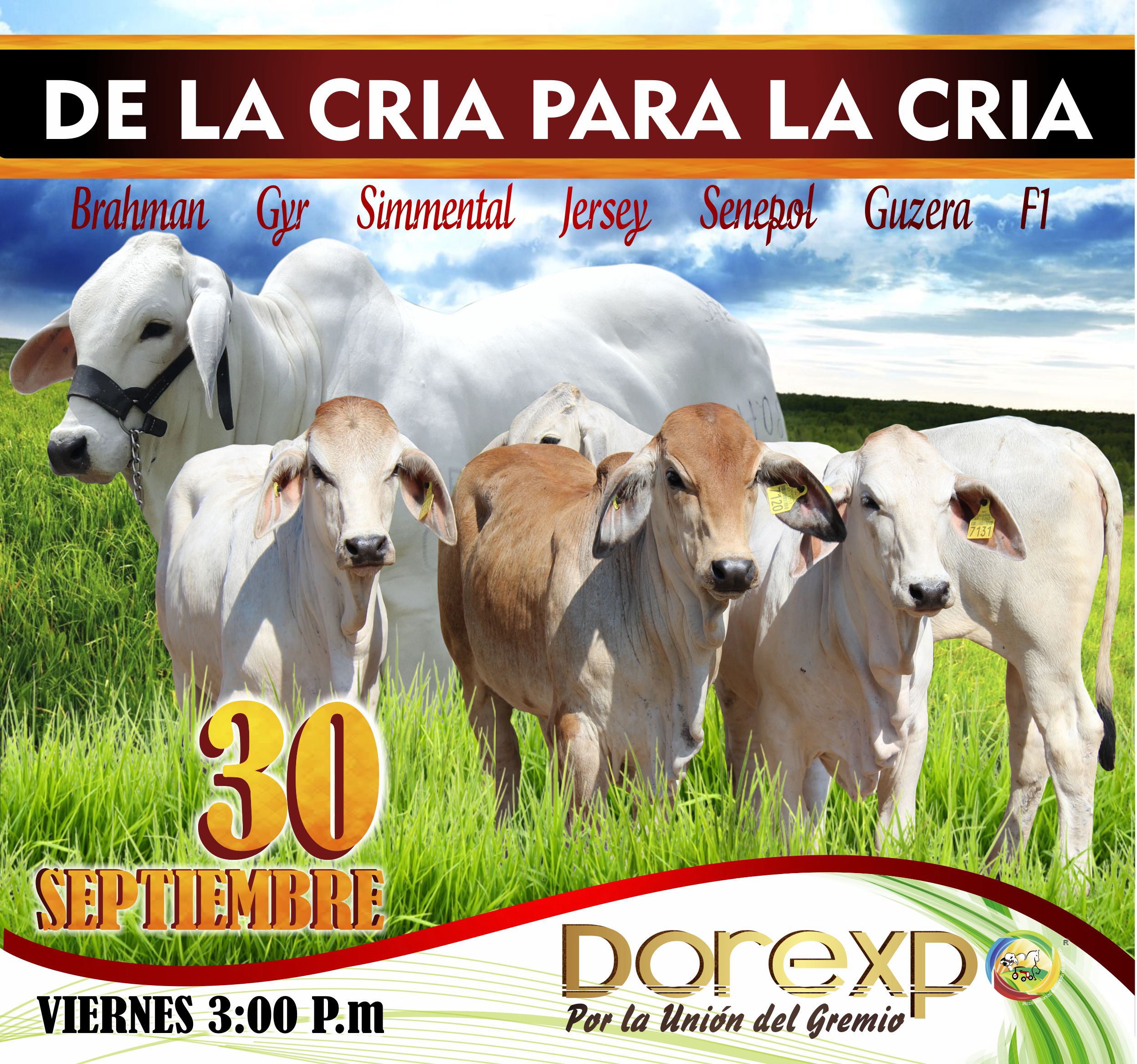 Subasta De La Cria Para La Cria
